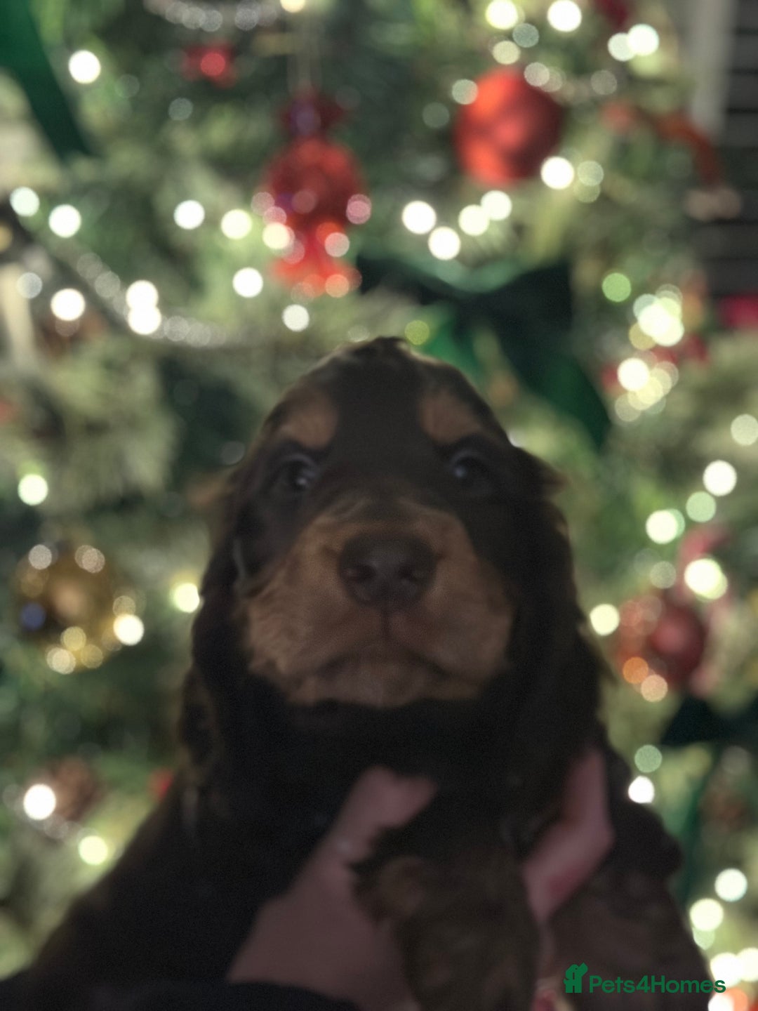 Cocker Spaniel dogs for sale: Beautiful Cocker spaniel pups ready this weekend - Advert 10