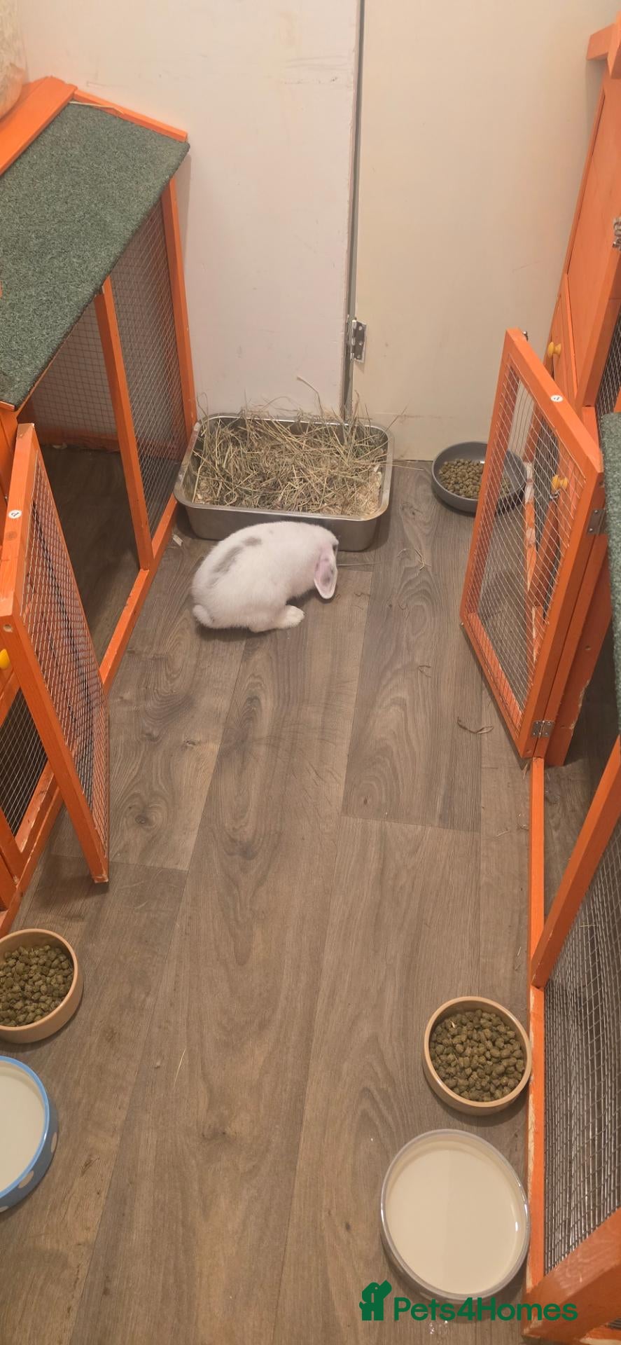 Mini Lop rabbits Baby rabbits - Advert 15