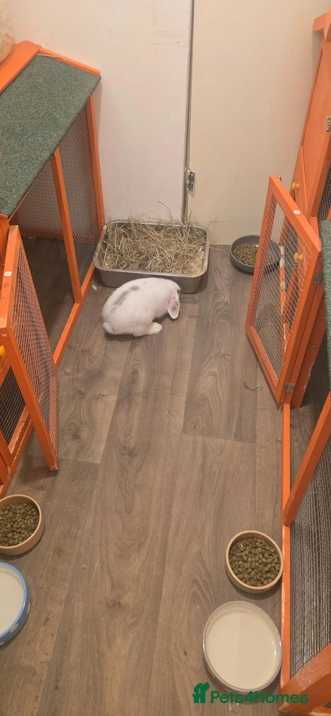 Mini Lop rabbits for sale: Baby rabbits - Advert 1