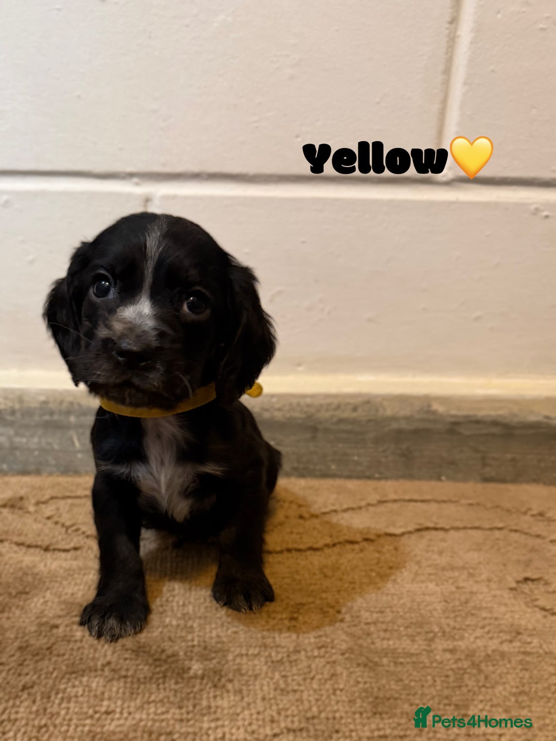 Cocker Spaniel dogs for sale: Beautiful cocker spaniel pups for sale! - Advert 3