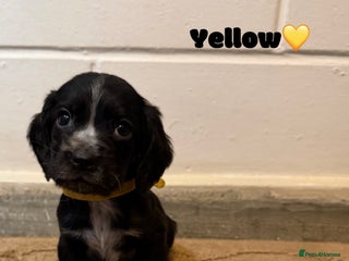 Cocker Spaniel dogs Beautiful cocker spaniel pups for sale! - Advert 18