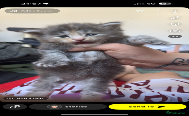 Maine Coon cats - Advert 6