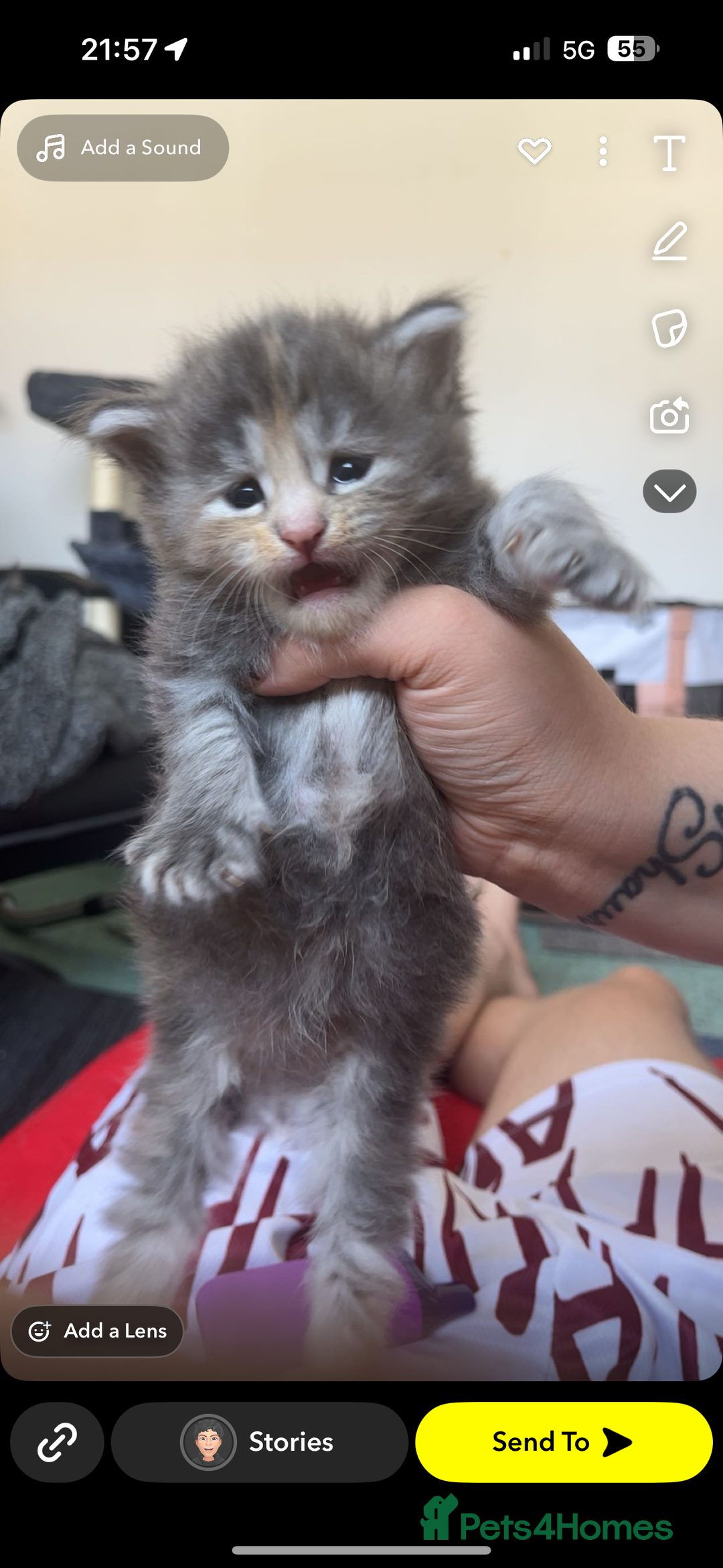 Maine Coon cats for sale: Beautiful Maine coon kittens 07396998601 - Image 1