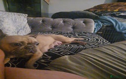 French Bulldog dogs for sale: French bulldog  - Image 1