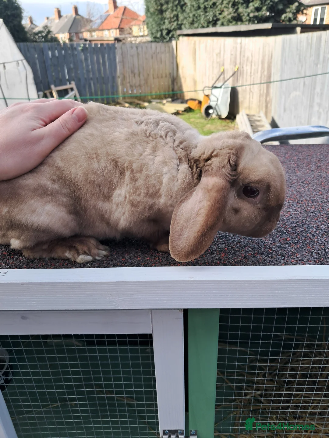 Mixed Breed rabbits for sale: Plush mini lop doe - Advert 2