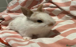 Mixed Breed rabbits for sale: 4 baby bunnies for sale - Image 6