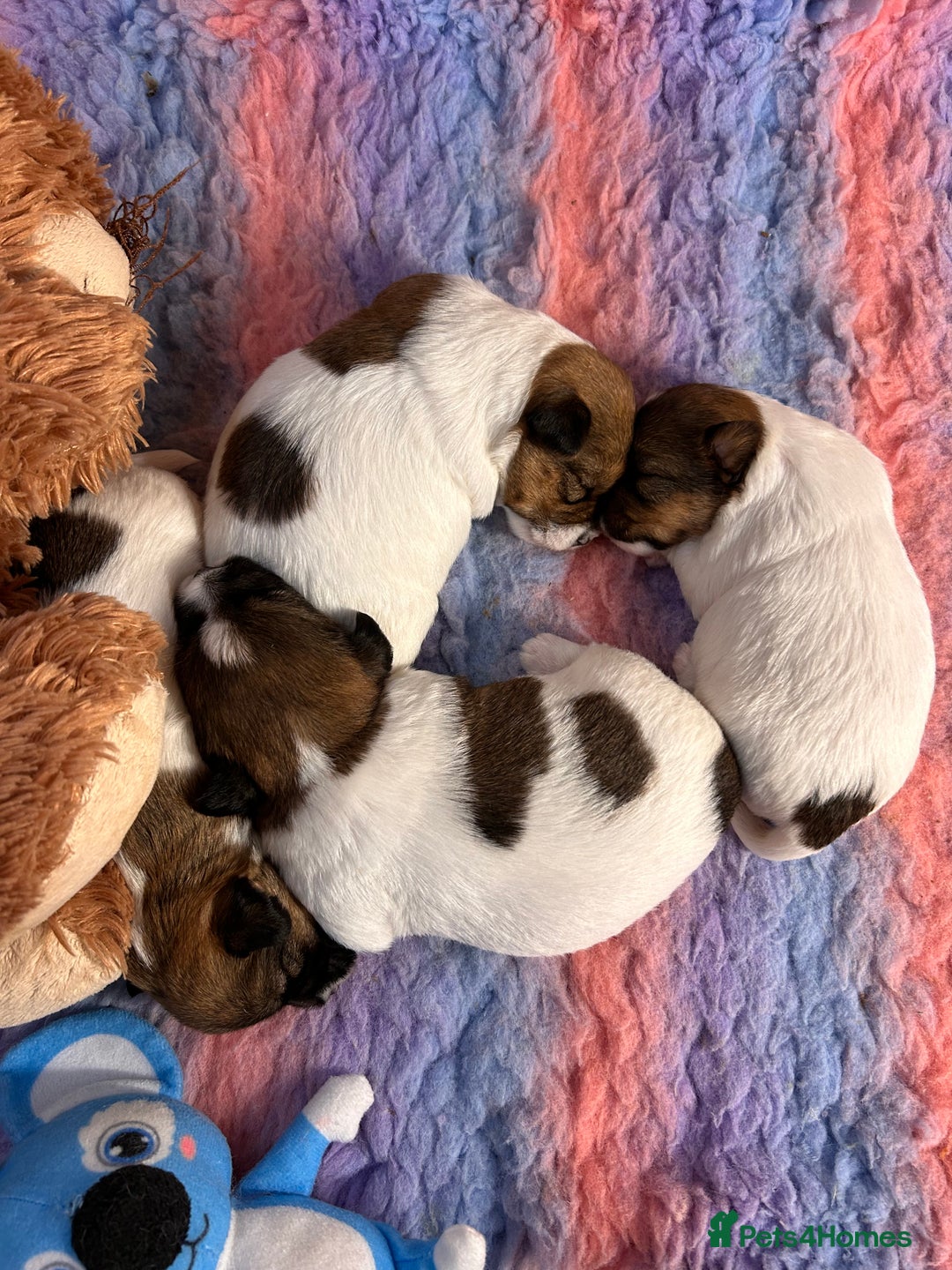 Jack Russell dogs for sale: Pedigree Jack Russell Terriers - Image 2