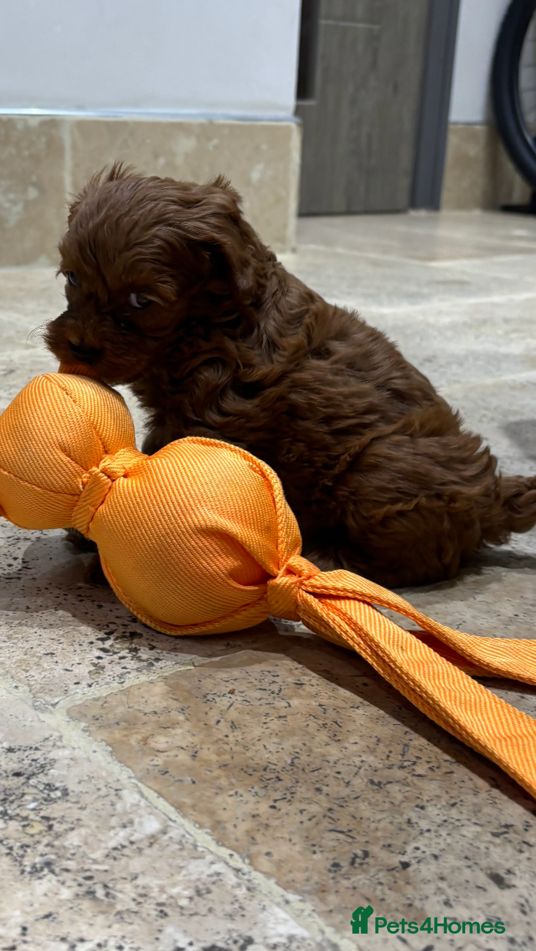 Cavapoo dogs for sale: Cavapoo pups  - Image 4