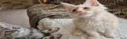 Maine Coon cats for sale: MAINE COON KITTENS in Wigton - Advert 4