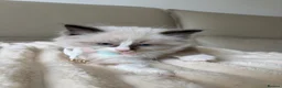 Ragdoll cats for sale: 4 ragdoll boys - Advert 16