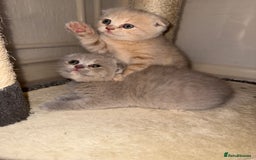 Scottish Fold cats for sale: 3 Adorable Scottish Fold Kittens🩷💙🩷 - Image 1