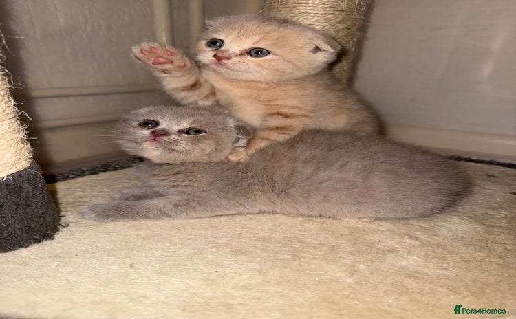 Scottish Fold cats - Advert 2