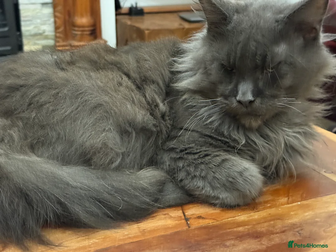 Maine Coon cats for sale: One beautiful silver Maine Coon kitten boy - Advert 8