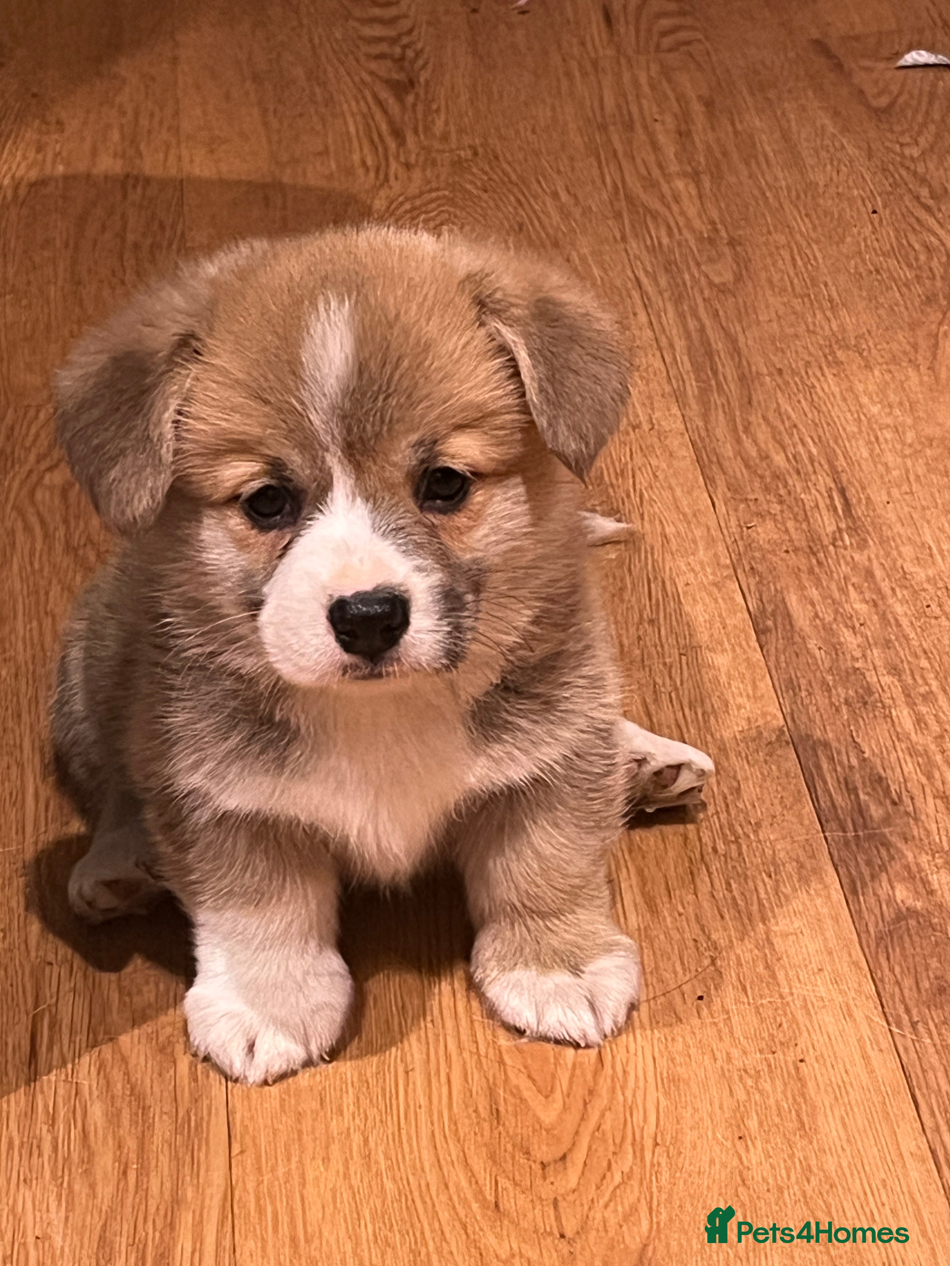 Welsh Corgi Pembroke dogs CORGI PUPPIES , PEMBROKESHIRE BOYS ONLY  - Advert 2