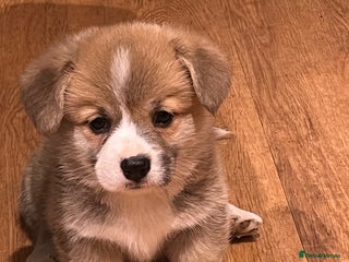 Welsh Corgi Pembroke dogs CORGI PUPPIES , PEMBROKESHIRE BOYS ONLY - Advert 1