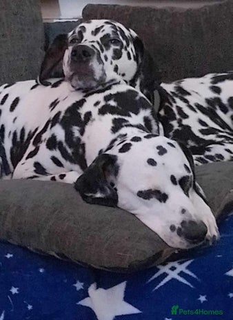 Dalmatian dogs - Advert 1