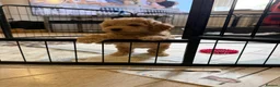 Poochon dogs for sale: Only 3 adorable girls left in Liverpool - Advert 6