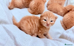 British Shorthair cats for sale: STUNNING 🤩 British Shorthair Queen 👑 litter  - Image 18