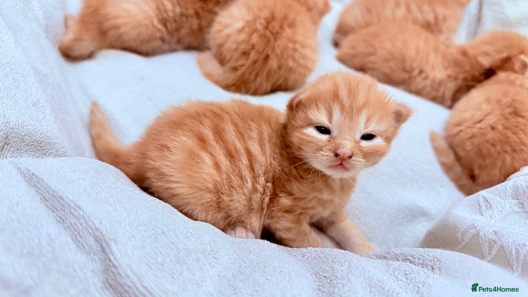 British Shorthair cats for sale: STUNNING 🤩 British Shorthair Queen 👑 litter  - Image 18