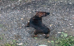 Jack Russell dogs for sale: Black Brindle Jack Russell. Price reduced !  - Image 4