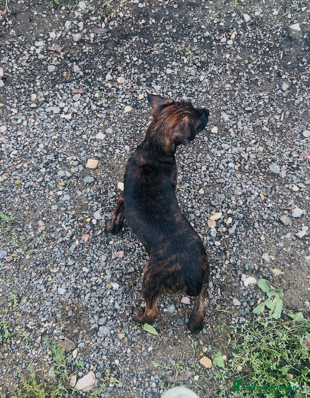 Jack Russell dogs for sale: Black Brindle Jack Russell. Price reduced !  - Image 4