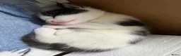 Mixed Breed cats for sale: 4 kittens for sale  in Warrington - Advert 17