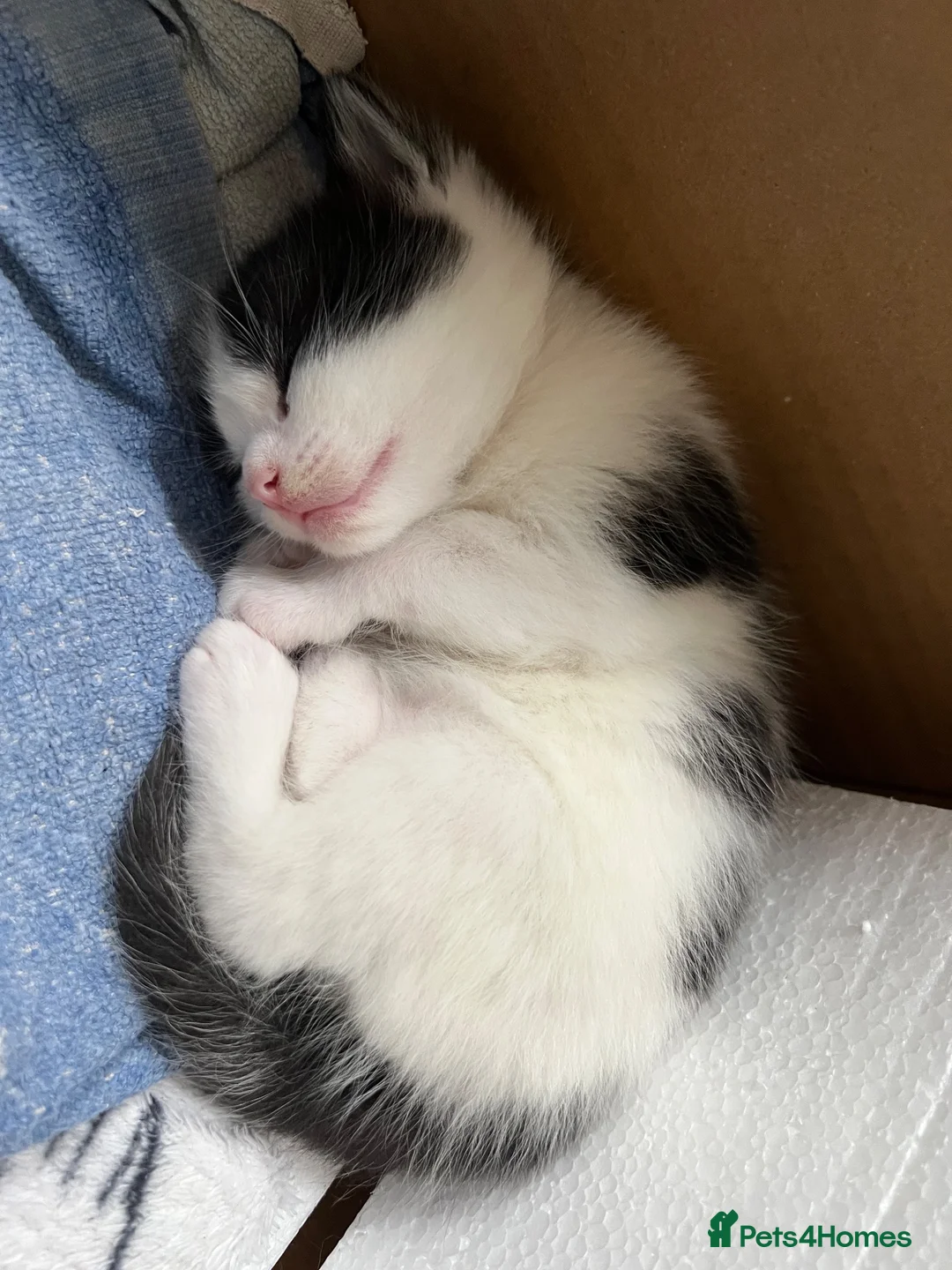 Mixed Breed cats for sale: 4 kittens for sale  in Warrington - Advert 17