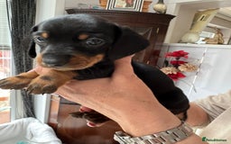 Miniature Dachshund dogs for sale: Miniature dachshund puppies - Image 12