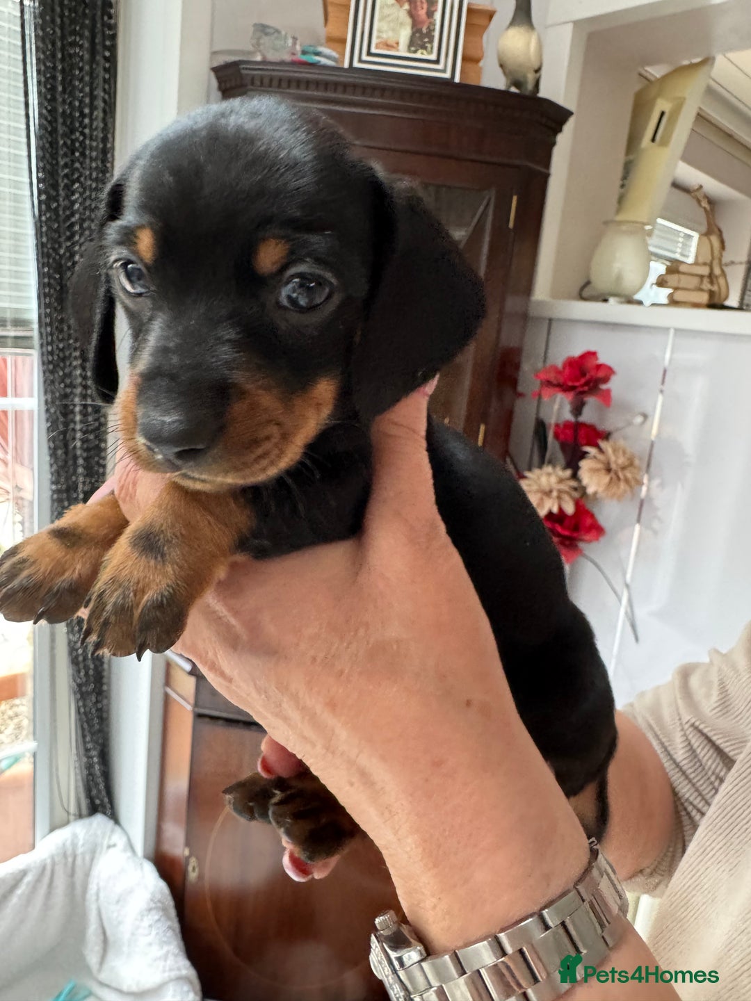 Miniature Dachshund dogs for sale: Miniature dachshund puppies - Image 12