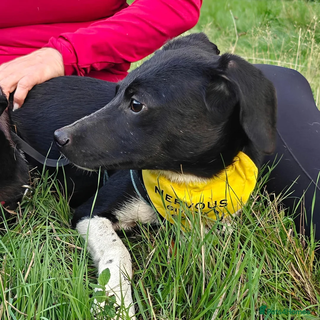 Mixed Breed dogs for adoption: Digit, adorable boy looking for a family - Advert 1