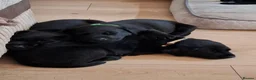 Labrador Retriever dogs for sale: Beautiful Black Labrador Pups - Advert 13