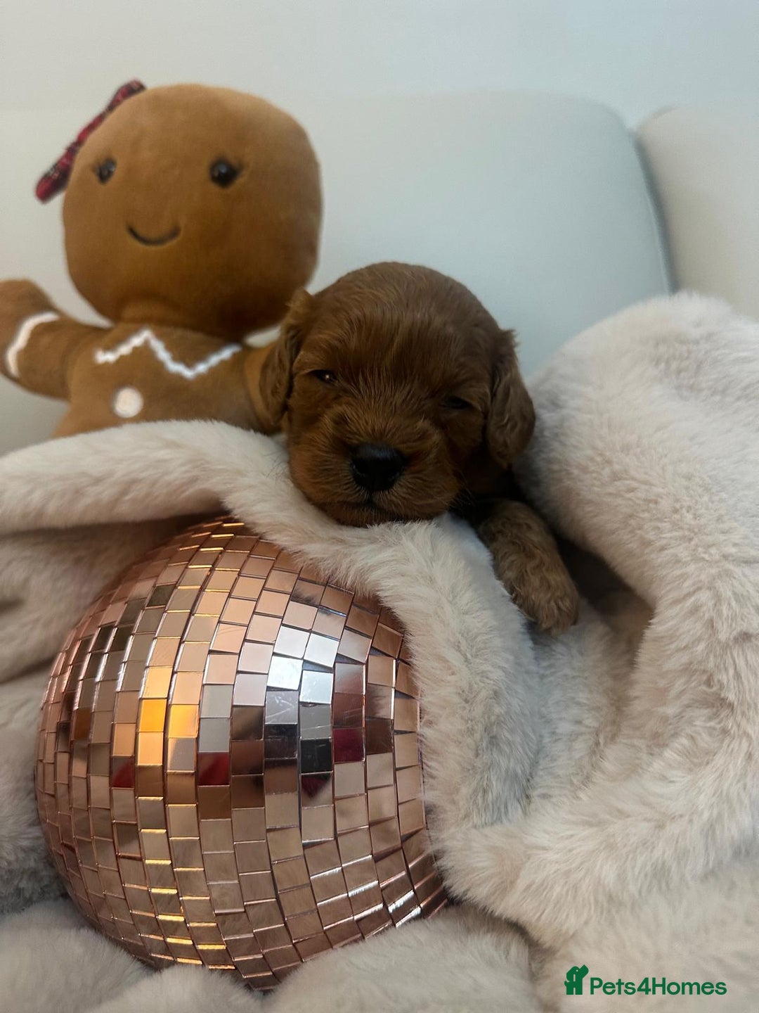 Cavapoo dogs for sale: 🐾 Beautiful F1 Cavapoos – Raised with Love  🐾 - Advert 11
