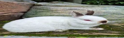 Netherland Dwarf rabbits for sale: 3 young Netherland dwarf rabbits for sale £50 in Manchester - Advert 3
