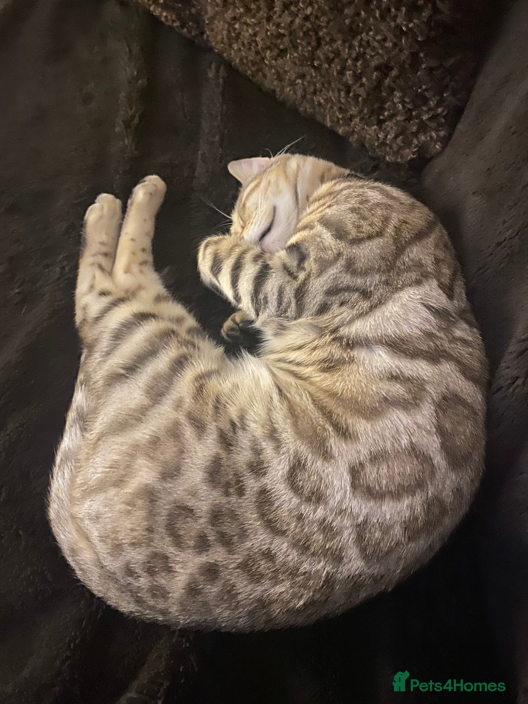 Bengal cats for sale: Snow Sepia 7mth bengal kitten/ cat - Advert 2