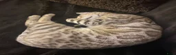 Bengal cats for sale: Snow Sepia 7mth bengal kitten/ cat - Advert 2