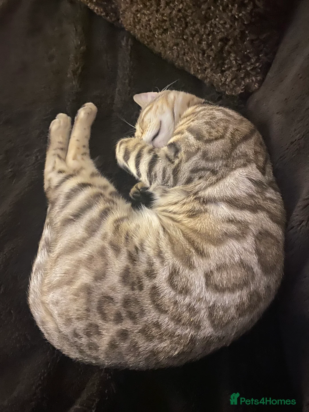 Bengal cats for sale: Snow Sepia 7mth bengal kitten/ cat - Advert 2