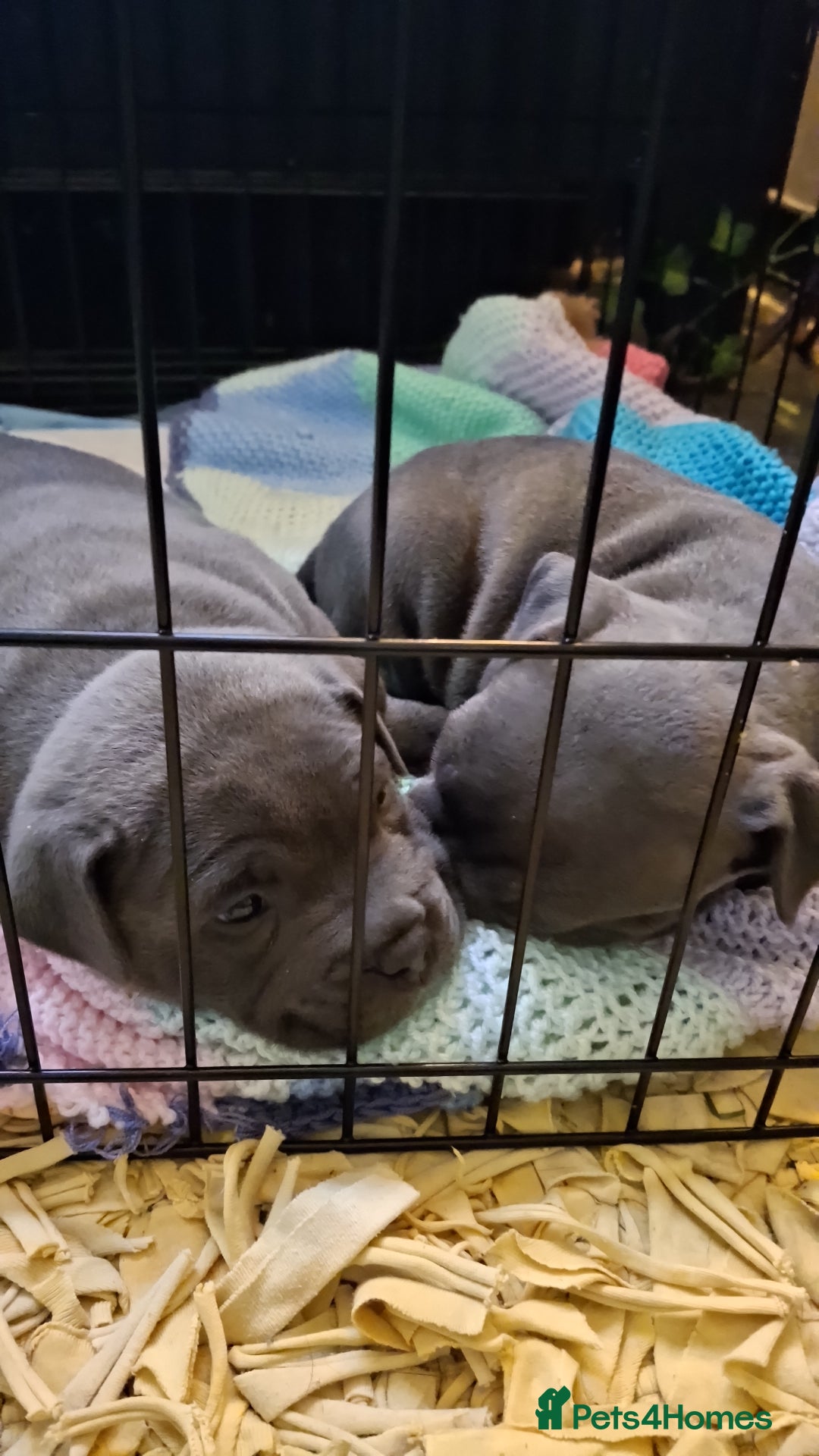 Staffordshire Bull Terrier dogs for sale: Blue Staffordshire Bull Terrier puppies - Advert 16