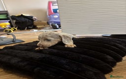 Miniature Dachshund dogs for sale: Stunning miniature dachshunds in Kidderminster - Image 17