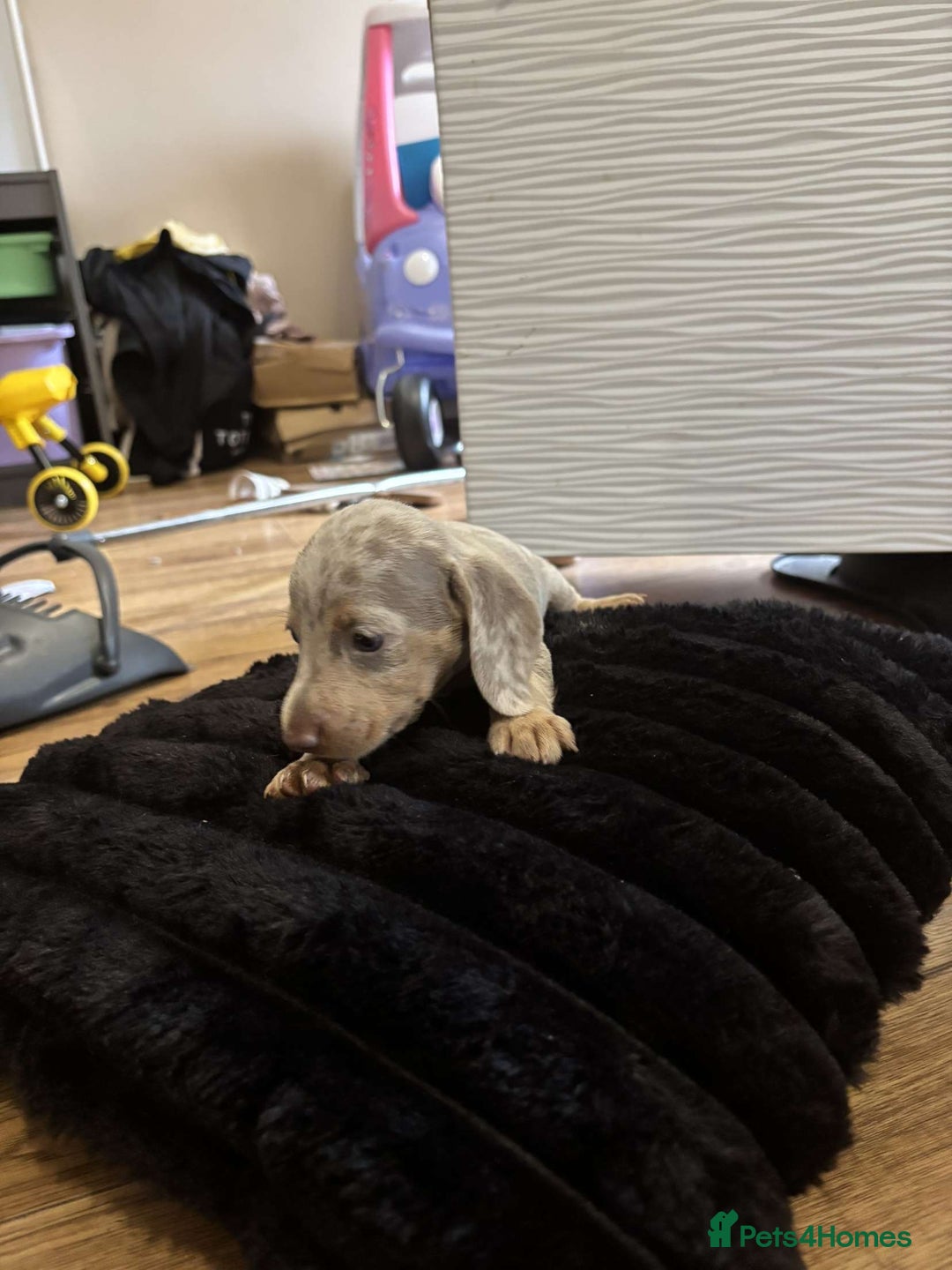 Miniature Dachshund dogs for sale: Stunning miniature dachshunds in Kidderminster - Image 17