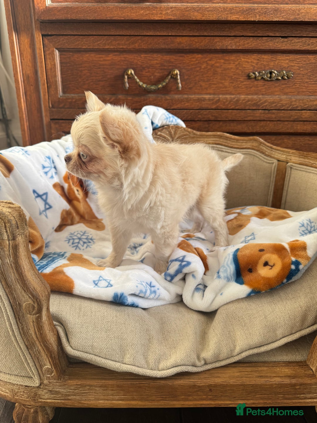 Chihuahua dogs for sale: Chihuahua long-coat puppy KC reg 🤍 - Advert 13