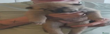 Akita 4