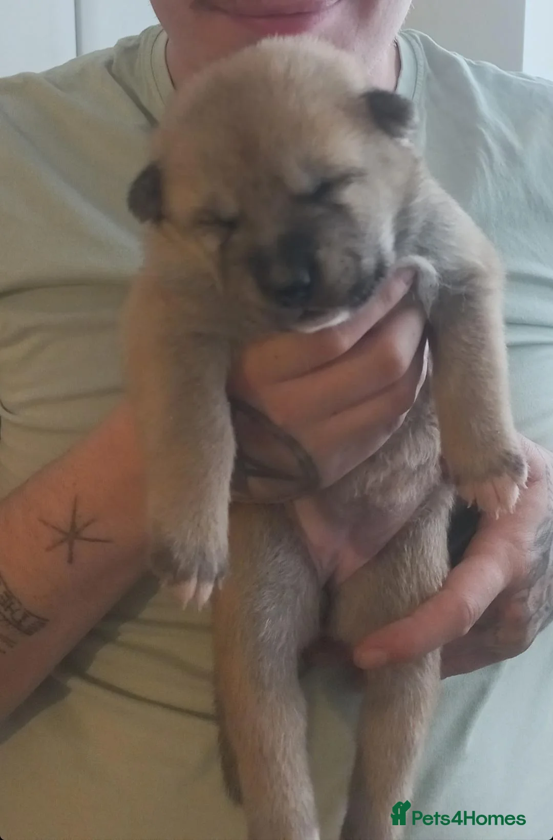 Akita dogs for sale: Akita pups  in Nottingham - Advert 6