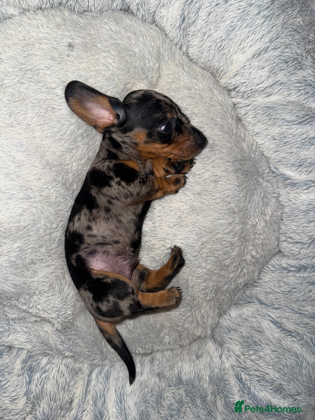 Miniature Dachshund dogs for sale: KC- Small Smooth Min Dachshund £1800  - Advert 5
