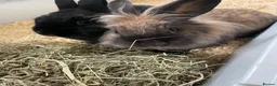 Mixed Breed rabbits for sale: Bonded rabbit pair - Advert 4