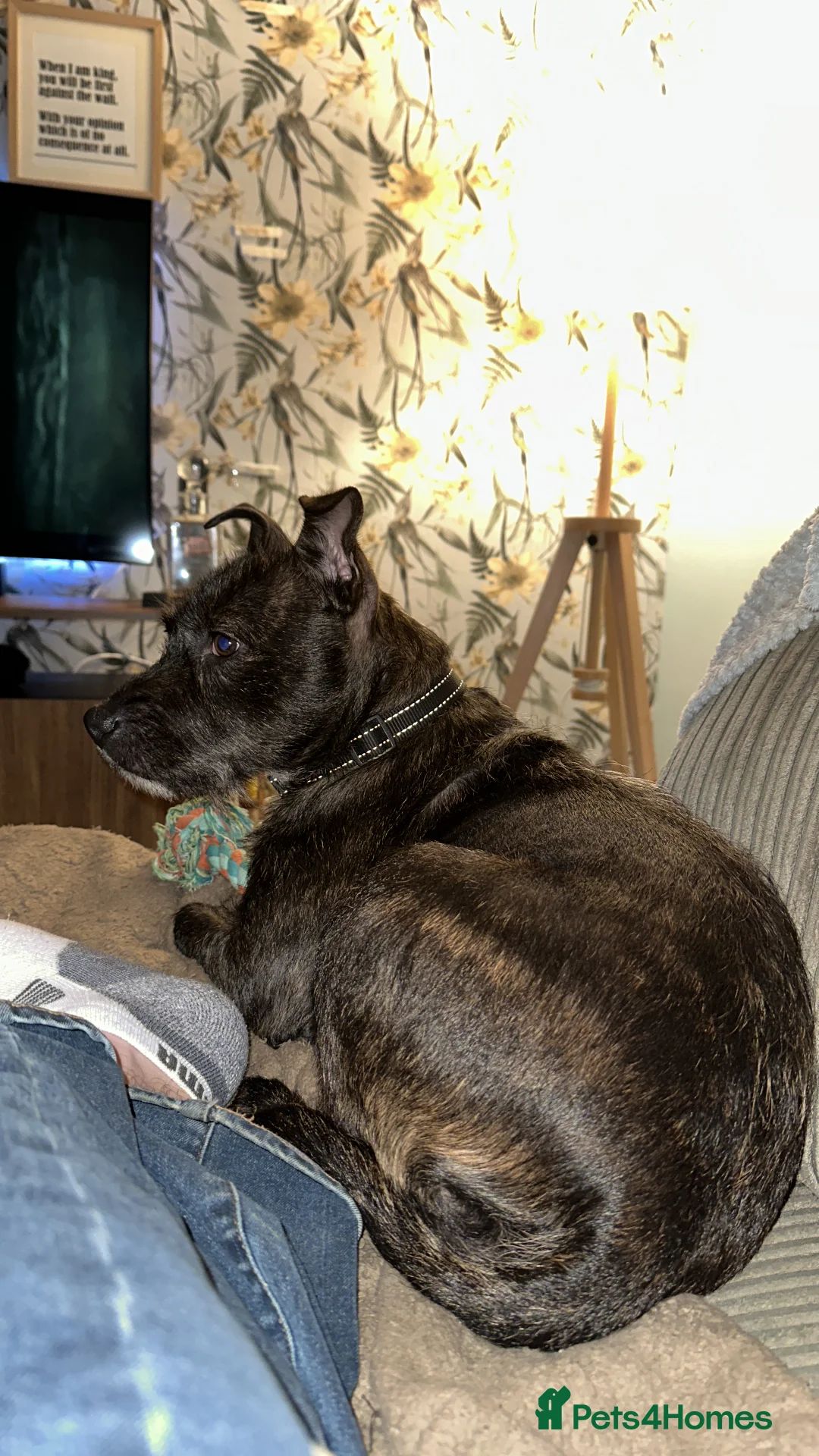 Mixed Breed dogs for sale: Staffy patterdale cross - Advert 2