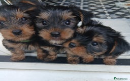 Yorkshire Terrier dogs for sale: Yorkshire Terrier Puppy 3 Green Annie - Anmaco Quality KC Ped Yorkies 3 Girls READY TO GO  - Image 10