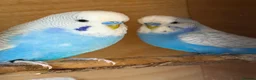 Budgerigars birds for sale: Two Male Budgies - 6/7 months old  - Advert 1
