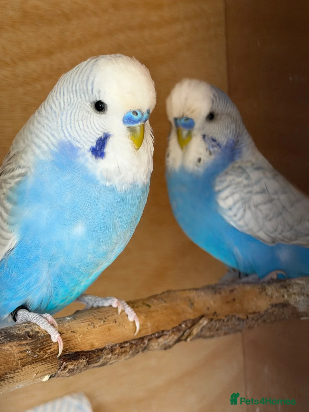 Budgerigars birds for sale: Two Male Budgies - 6/7 months old  - Advert 1