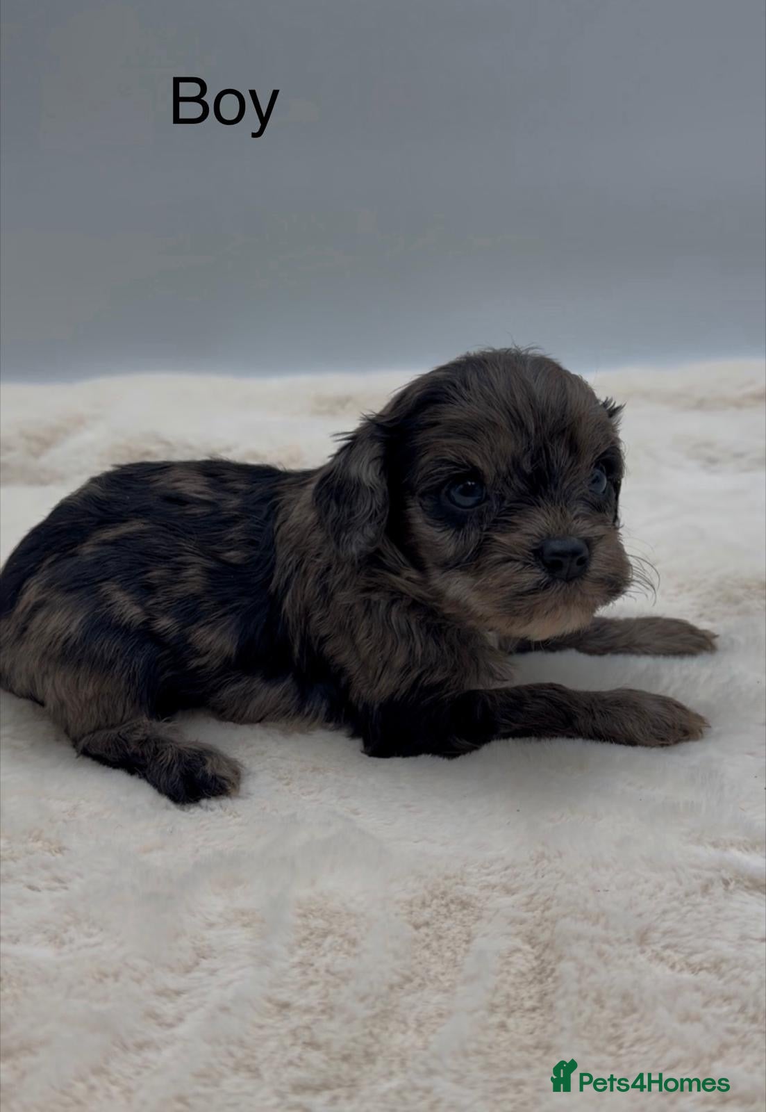 Cavapoo dogs Stunning Merle Cockapoo Puppies - Advert 8