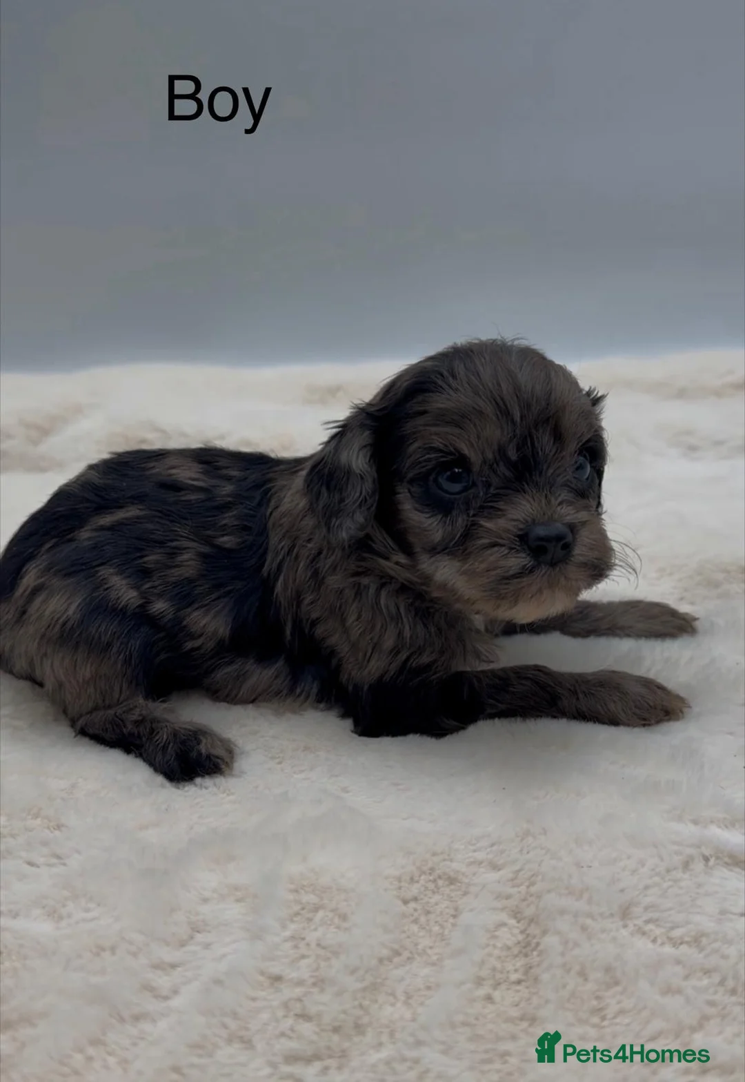 Cavapoo dogs for sale: Stunning Merle Cockapoo Puppies in Markfield - Advert 1